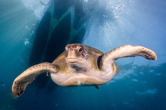 Discover Scuba Diving: Training Plus Boat Dive! - Health and Safety Requirements