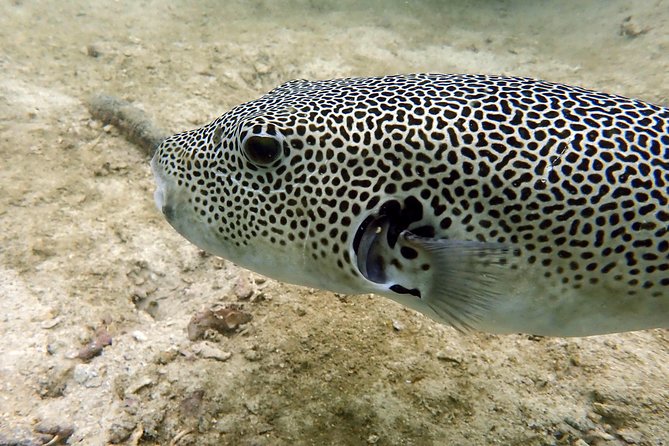 Discover Scuba Diving, Try Dive for Beginners ( Start at Ko Kut) - Pickup and Meeting Points