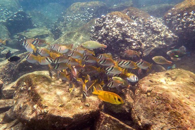 Discover Scuba Diving, Try Dive for Beginners ( Start at Ko Kut) - Cancellation Policy