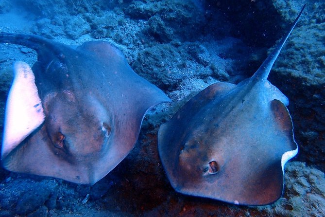 Discover Scuba Diving - Try It for the First Time! - Pickup and Meeting Point
