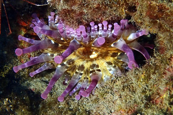 Discover Scuba Diving - Try It for the First Time! - Participant Requirements