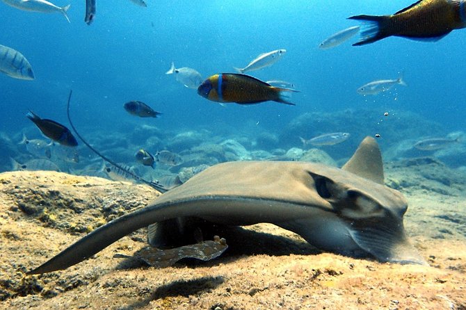 Discover Scuba Diving - Try It for the First Time! - Exotic Marine Life