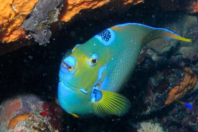 Discover Scuba Diving With No Certification in St Thomas - Booking Policies