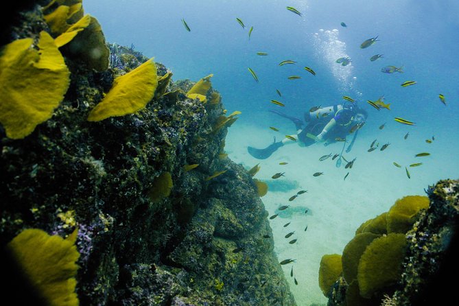 Discover Scuba Experience at Las Caletas, Puerto Vallarta - Timing Considerations for Diving