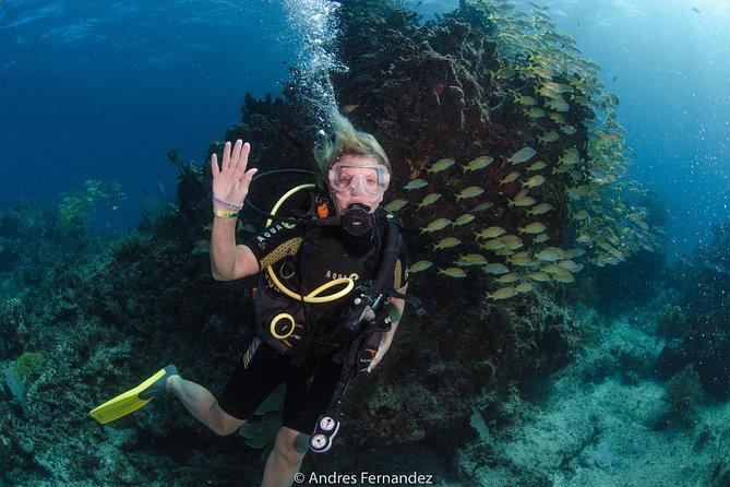 Discover Scuba ,Musa and Manchones Reef Dive Without License - Included in the Experience