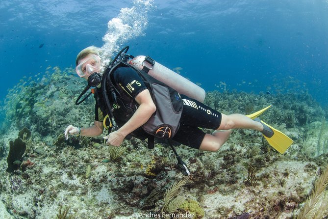 Discover Scuba ,Musa and Manchones Reef Dive Without License - Booking Policies