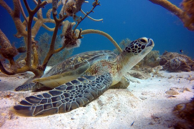 Discover Scubadiving on Aruba'S Reef - Overview and Booking Information