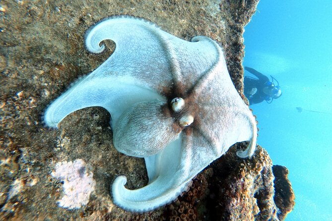 Discover Scubadiving on Aruba'S Reef - Health and Safety Requirements