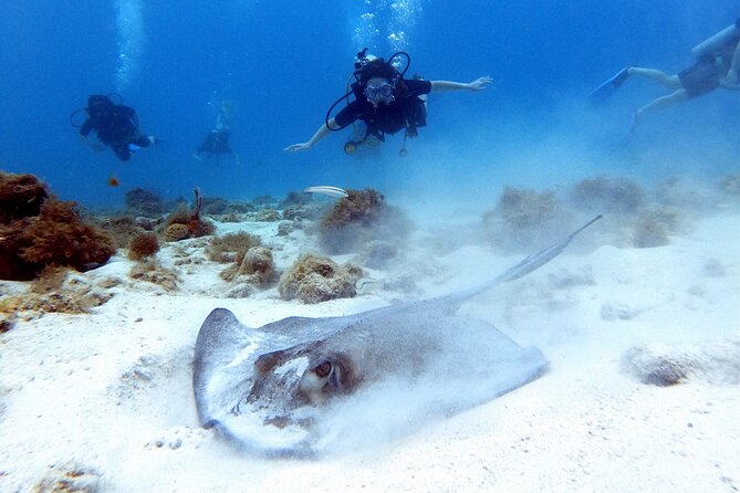 Discover Scubadiving on Aruba'S Reef - Experience Levels