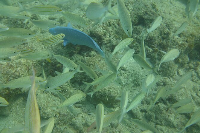 Discover Snorkeling Tour in Panama City - Snorkeling in the Gulf