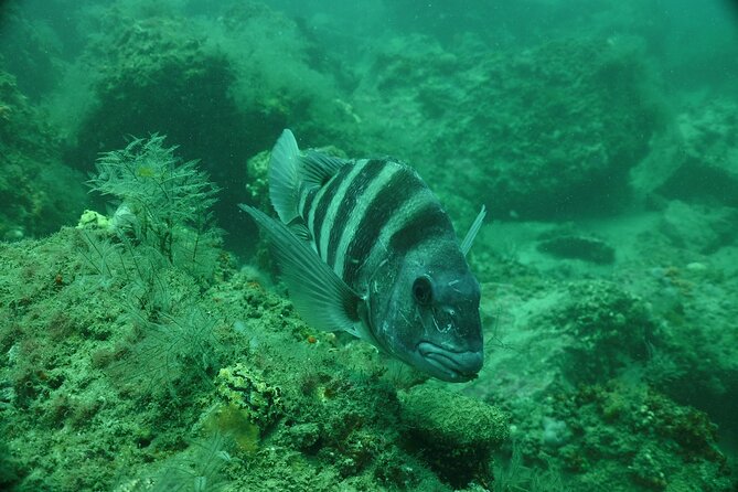 Discover Snorkeling Tour in Panama City - Sightings of Marine Life