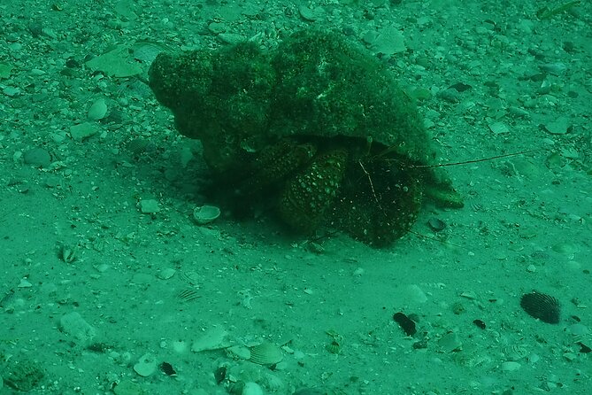 Discover Snorkeling Tour in Panama City - Booking Information