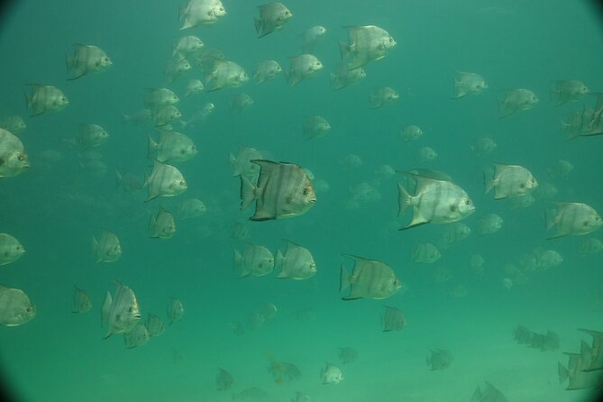 Discover Snorkeling Tour in Panama City - Included in the Tour