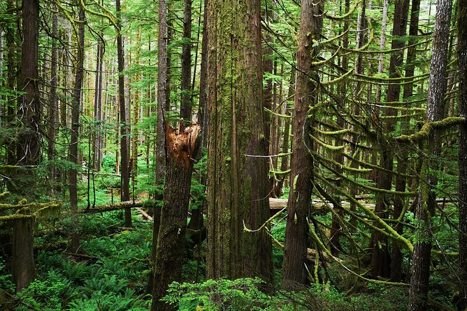 Discover Sooke to Port Renfrew Scenic Tour of Vancouver Islands - Tour Duration and Inclusions