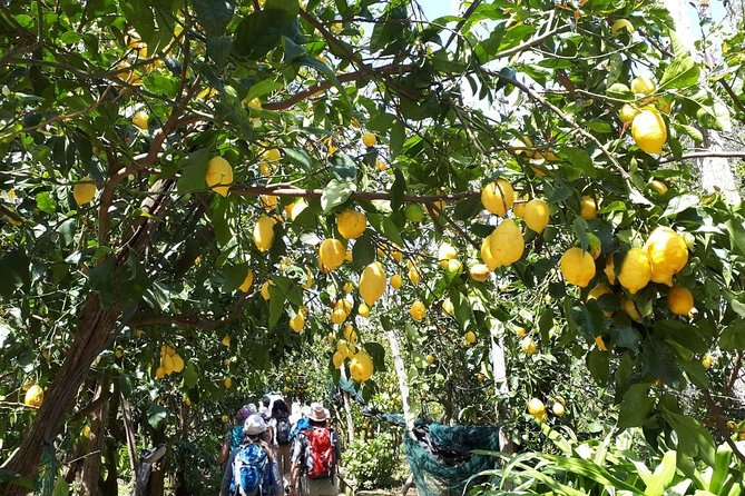 DISCOVER Sorrento, Food &Walking Tour . Lemons-Cheese&Olive Oil - Traveler Reviews and Feedback