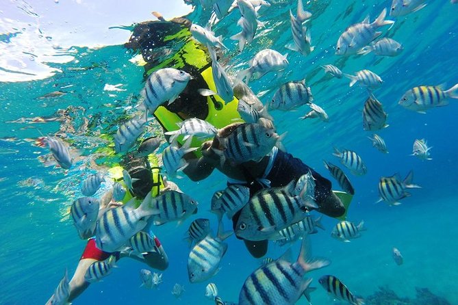 Discover Sosuas Underwater World & Beach Day - Breathtaking Marine Life Encounters