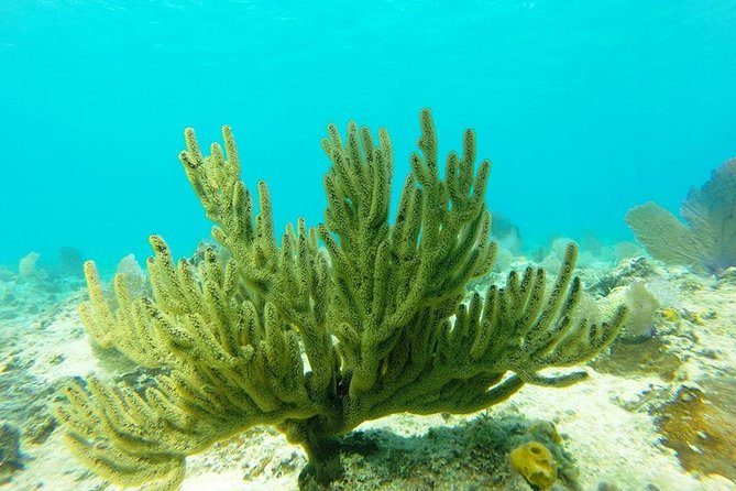 Discover Sosuas Underwater World & Beach Day - Memorable Photographic Keepsakes