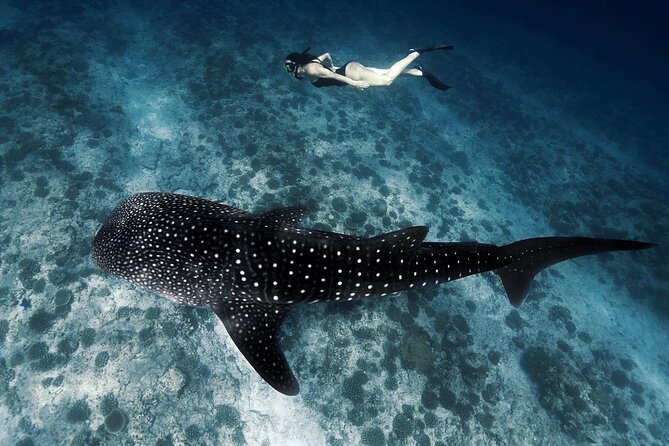 Discover South Ari Atoll in 4 Nights 5 Days (All-Inclusive) - Key Points