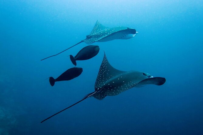 Discover South Ari Atoll in 4 Nights 5 Days (All-Inclusive) - Customer Feedback