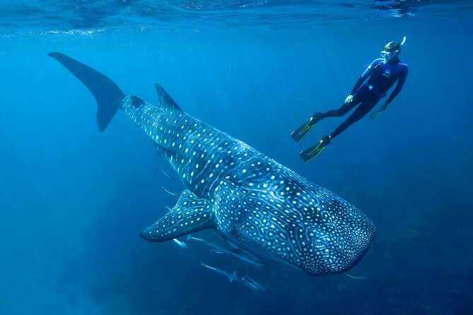 Discover South Ari Atoll in 4 Nights 5 Days (All-Inclusive) - Recommendations and Alternatives