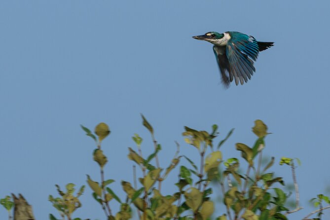 Discover Sundarbans Wildlife in Mangroves Same Day From Kolkata - Sightings of Diverse Wildlife