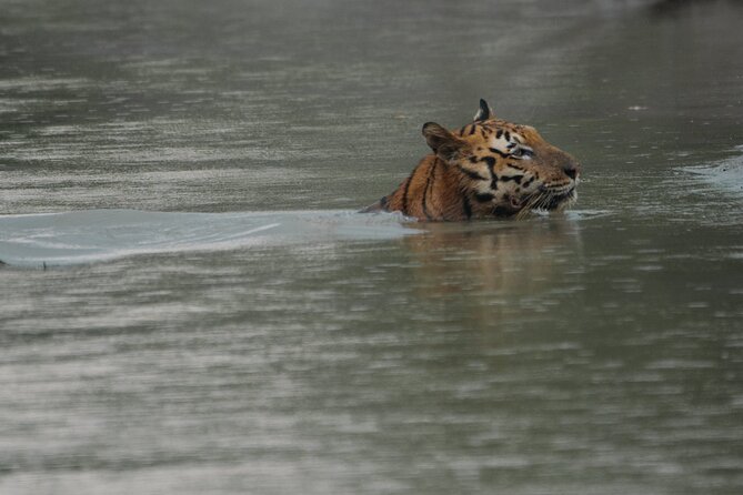 Discover Sundarbans Wildlife in Mangroves Same Day From Kolkata - Highlights of the Tour Experience