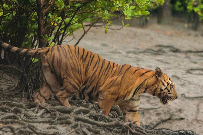 Discover Sundarbans Wildlife in Mangroves Same Day From Kolkata - Customer Feedback and Ratings