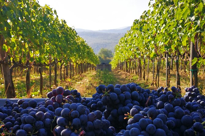 Discover Sustainable Wines in a Guided Tour and Tasting - Organic Winemaking Processes