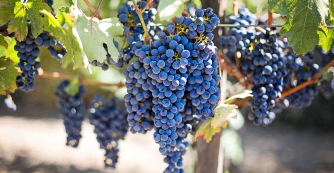 Discover Taste of Crete: Guided Winery Tour and Tastings - Booking and Cancellation