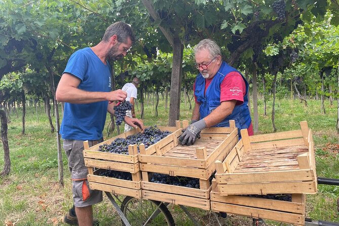 Discover the Amarone Wine: 1 Winery With Delicious Lunch - Key Points