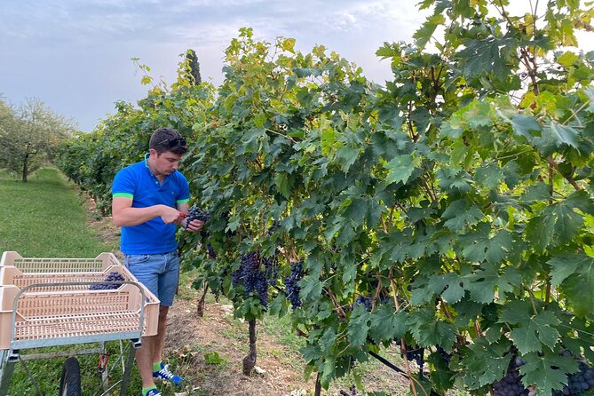Discover the Amarone Wine: 1 Winery With Delicious Lunch - Traveler Reviews and Ratings