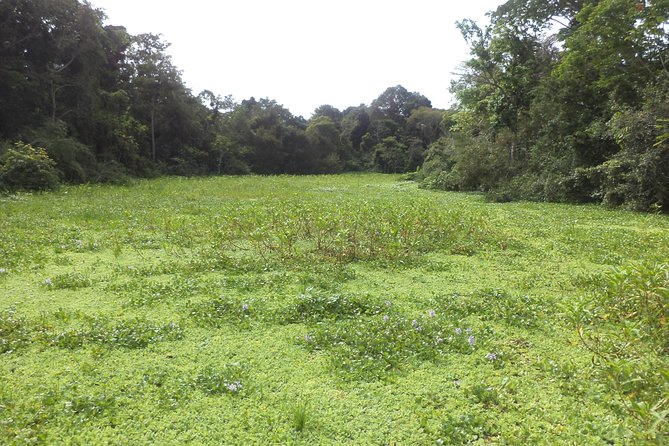 Discover the Amazon for 3 Days 2 Nights - Immerse Yourself in Nature