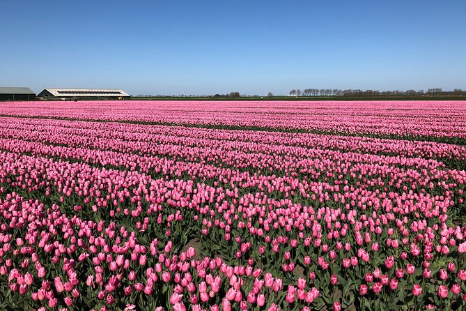 Discover the Amsterdam Lake District and Tulip Fields Tour - Discovering Flevoland