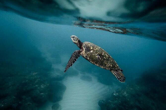 Discover the Beauty of Polynesian Waters by Boat and Snorkeling - The Practical Side: Transportation, Timing, and Group Size