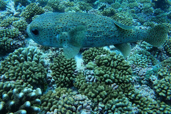 Discover the Beauty of Polynesian Waters by Boat and Snorkeling - Authentic Marine Encounters and Top Highlights