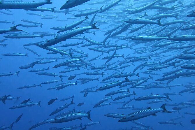 Discover the Beauty of Polynesian Waters by Boat and Snorkeling - FAQ