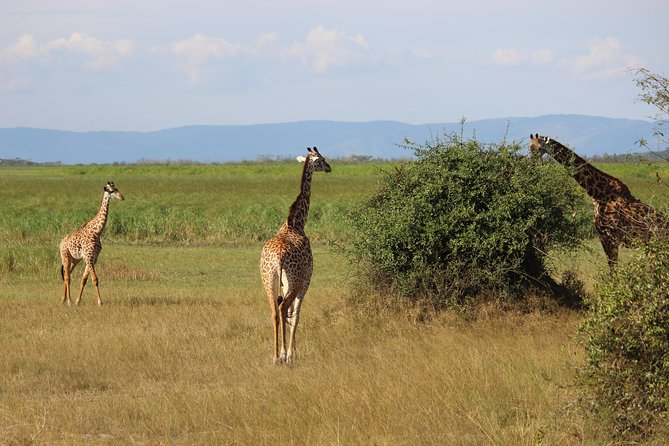 Discover the Beauty of Rwanda in 12Days - Key Points