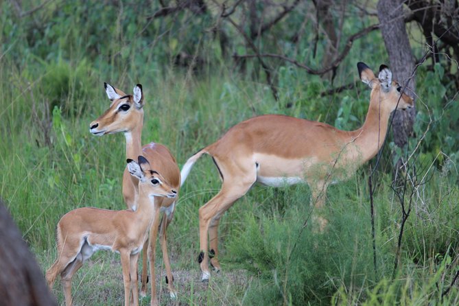 Discover the Beauty of Rwanda in 12Days - Nyungwe Forest Hike