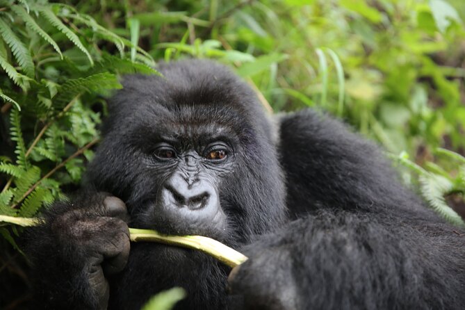Discover the Beauty of Rwanda in 12Days - Akagera National Park Safari