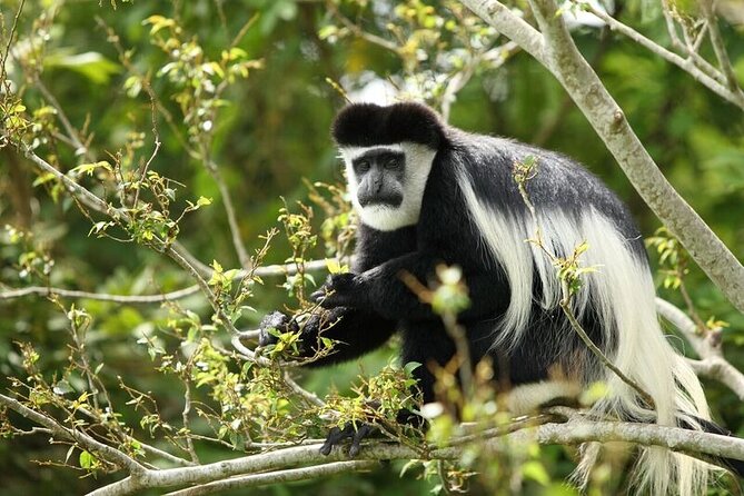 Discover the Beauty of Rwanda in 12Days - Rwandan Culture Immersion