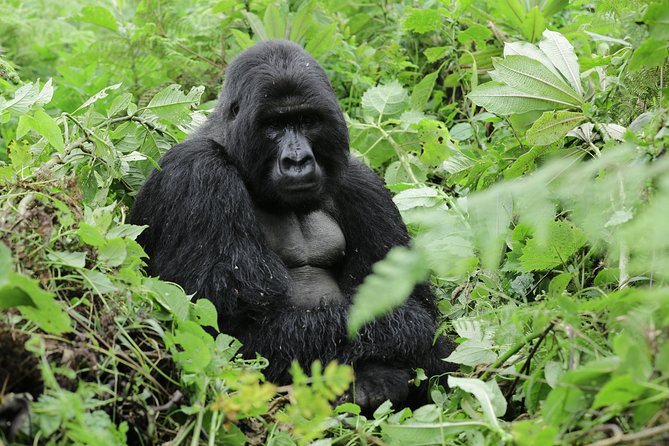 Discover the Beauty of Rwanda in 12Days - Scenic Landscape Highlights