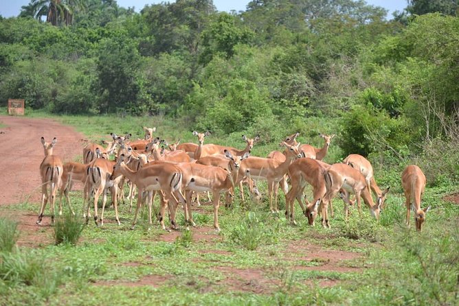 Discover the Beauty of Rwanda in 12Days - Taking in Rwandan Cuisine and Traditions