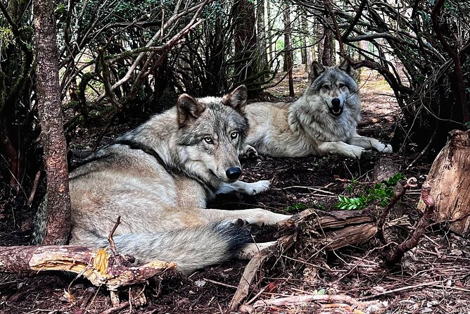 Discover the Beauty of the Wild & Roam in the Spirit of the Wolf - Exploring the Magical Location