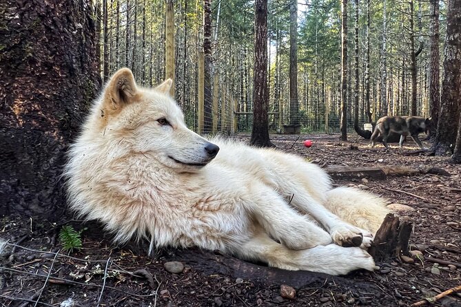 Discover the Beauty of the Wild & Roam in the Spirit of the Wolf - Meet the Knowledgeable Guide