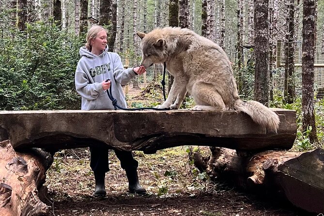 Discover the Beauty of the Wild & Roam in the Spirit of the Wolf - Connecting With the Wolves
