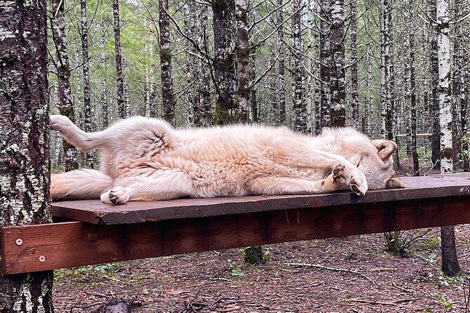 Discover the Beauty of the Wild & Roam in the Spirit of the Wolf - Highlights of the Experience