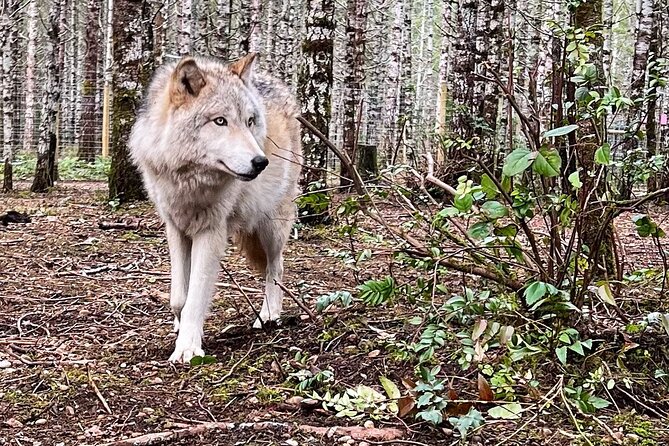 Discover the Beauty of the Wild & Roam in the Spirit of the Wolf - What to Expect During the Tour
