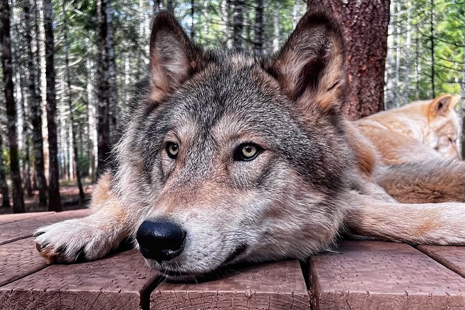 Discover the Beauty of the Wild & Roam in the Spirit of the Wolf - Booking and Practical Information