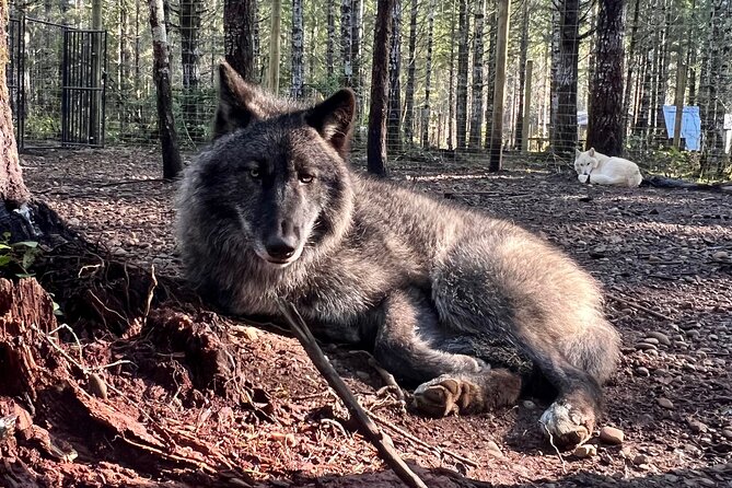 Discover the Beauty of the Wild & Roam in the Spirit of the Wolf - Traveler Reviews and Testimonials
