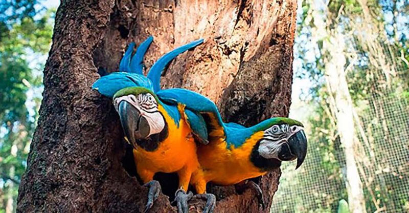 Discover the Bird Park With a Guide - Private Tour - Immersive Bird Encounters
